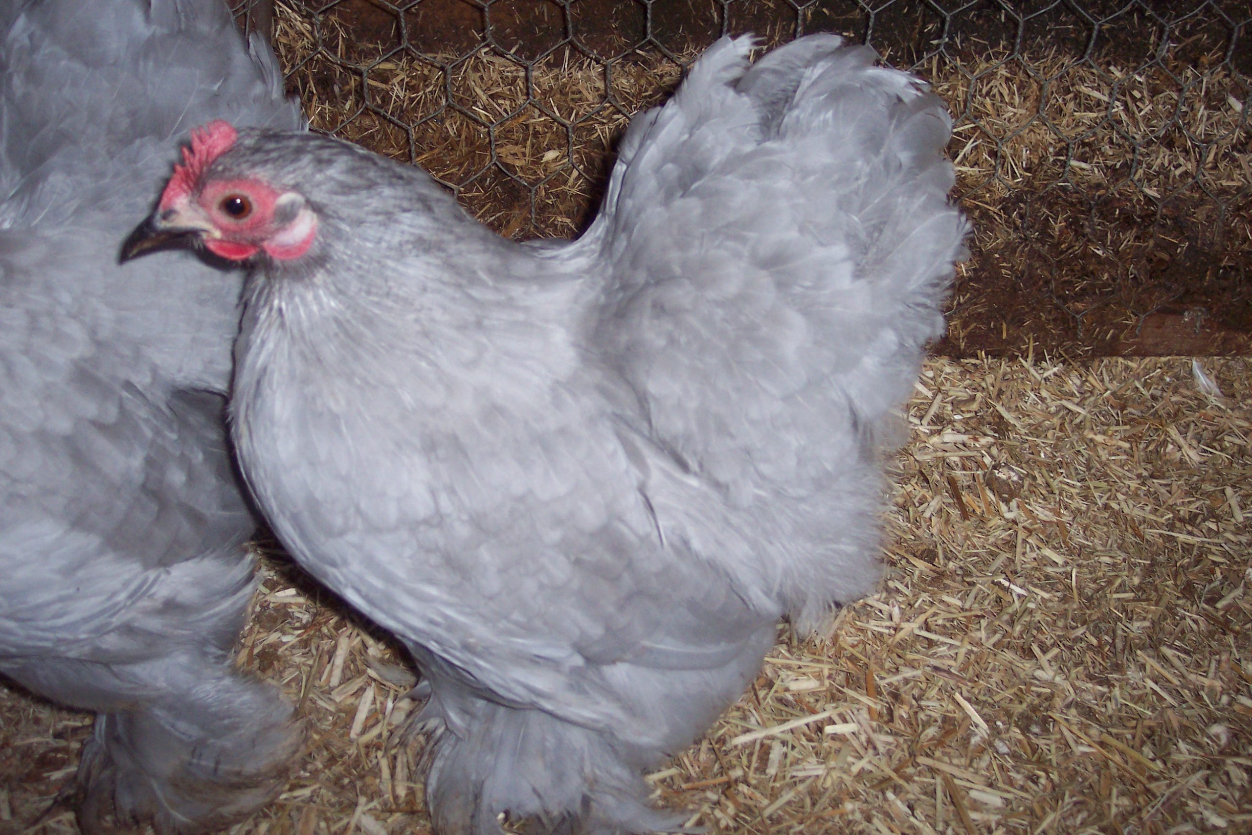Pekin Bantam Pullets - 18 - 24 weeks - Image 5