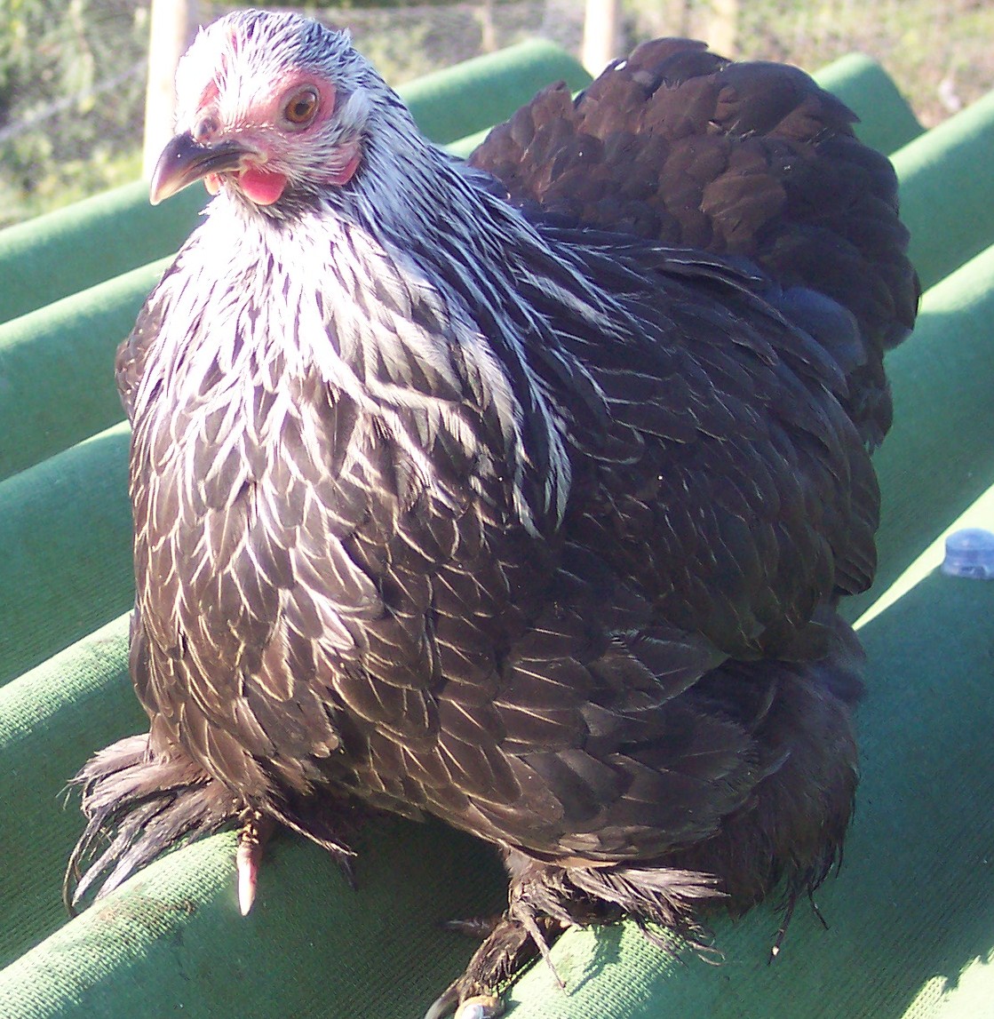 Pekin Bantam Pullets - 18 - 24 weeks - Image 6