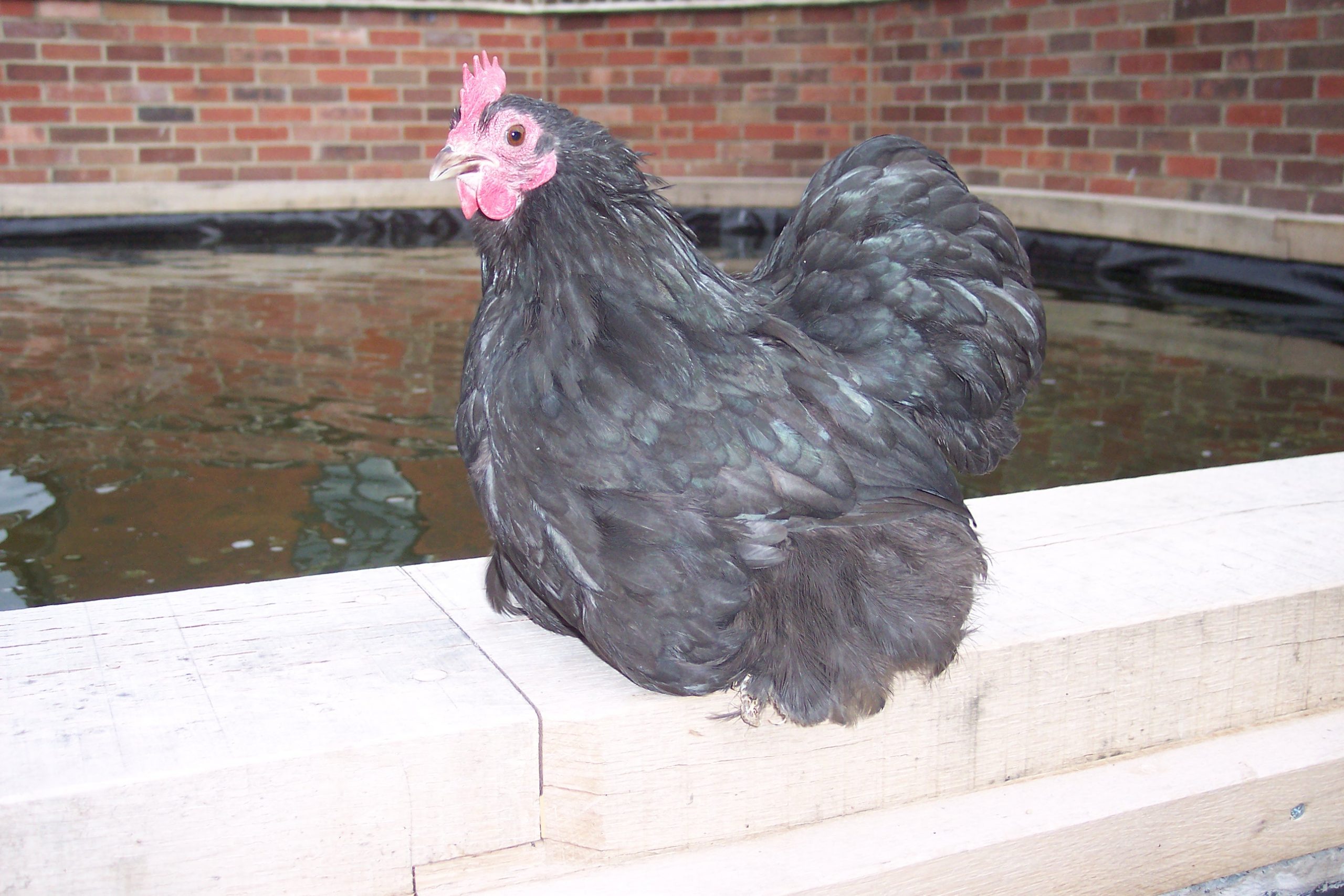 Pekin Bantam Pullets - 18 - 24 weeks - Image 7