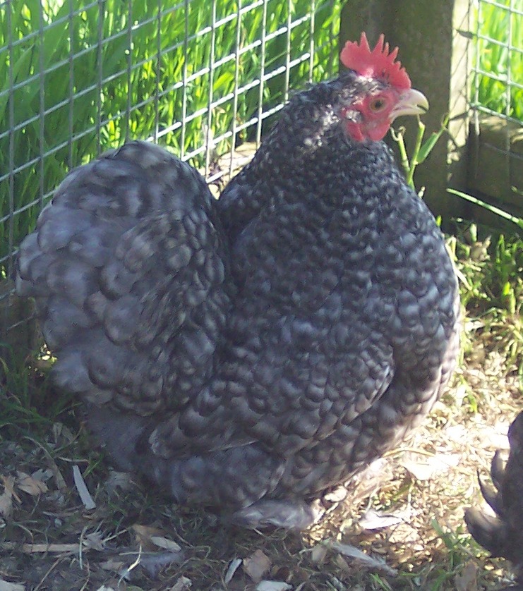 Pekin Bantam Pullets - 18 - 24 weeks - Image 4