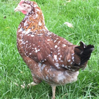 Needwood Mille Fleur