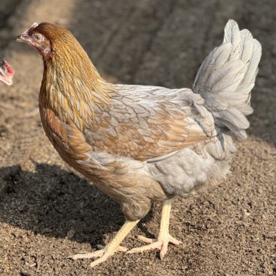 Needwood Blue Partridge