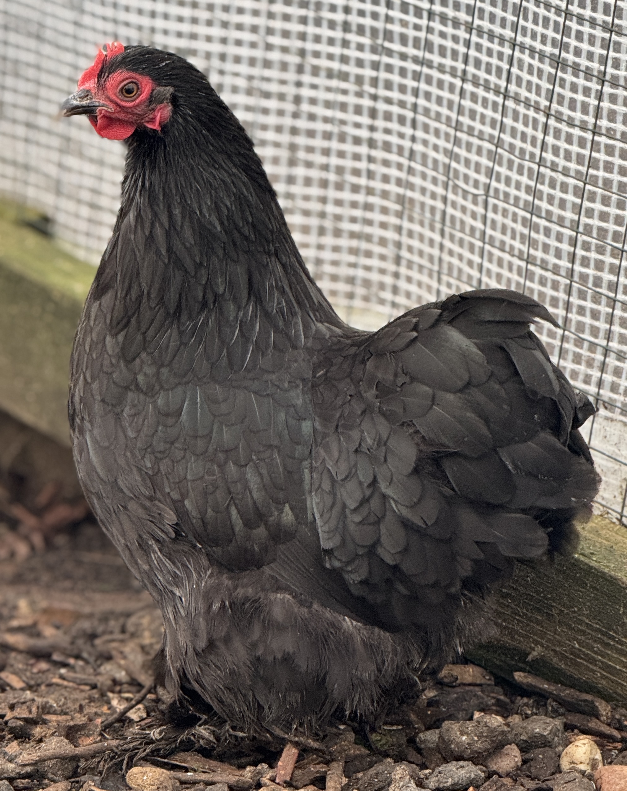 Pekin Bantam Pullets - 18 - 24 weeks - Image 2