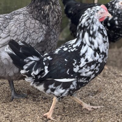 Needwood Mottled