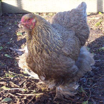 Blue Partridge Brahma Large Pullets - 20 weeks