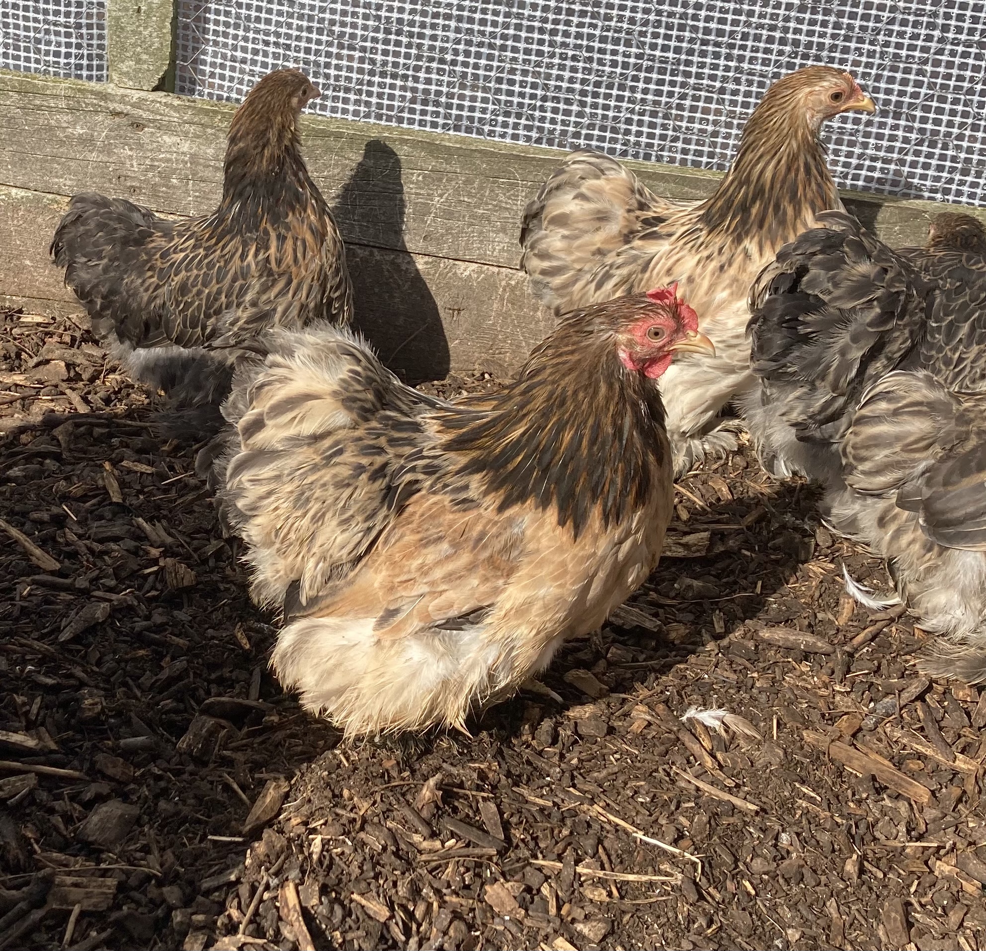 Pekin Bantam Pullets - 18 - 24 weeks - Image 12