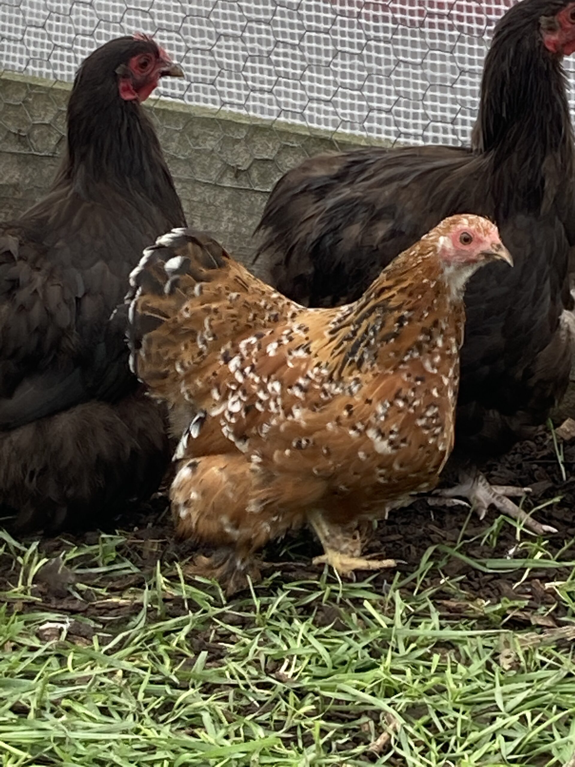 Pekin Bantam Pullets - 18 - 24 weeks - Image 11
