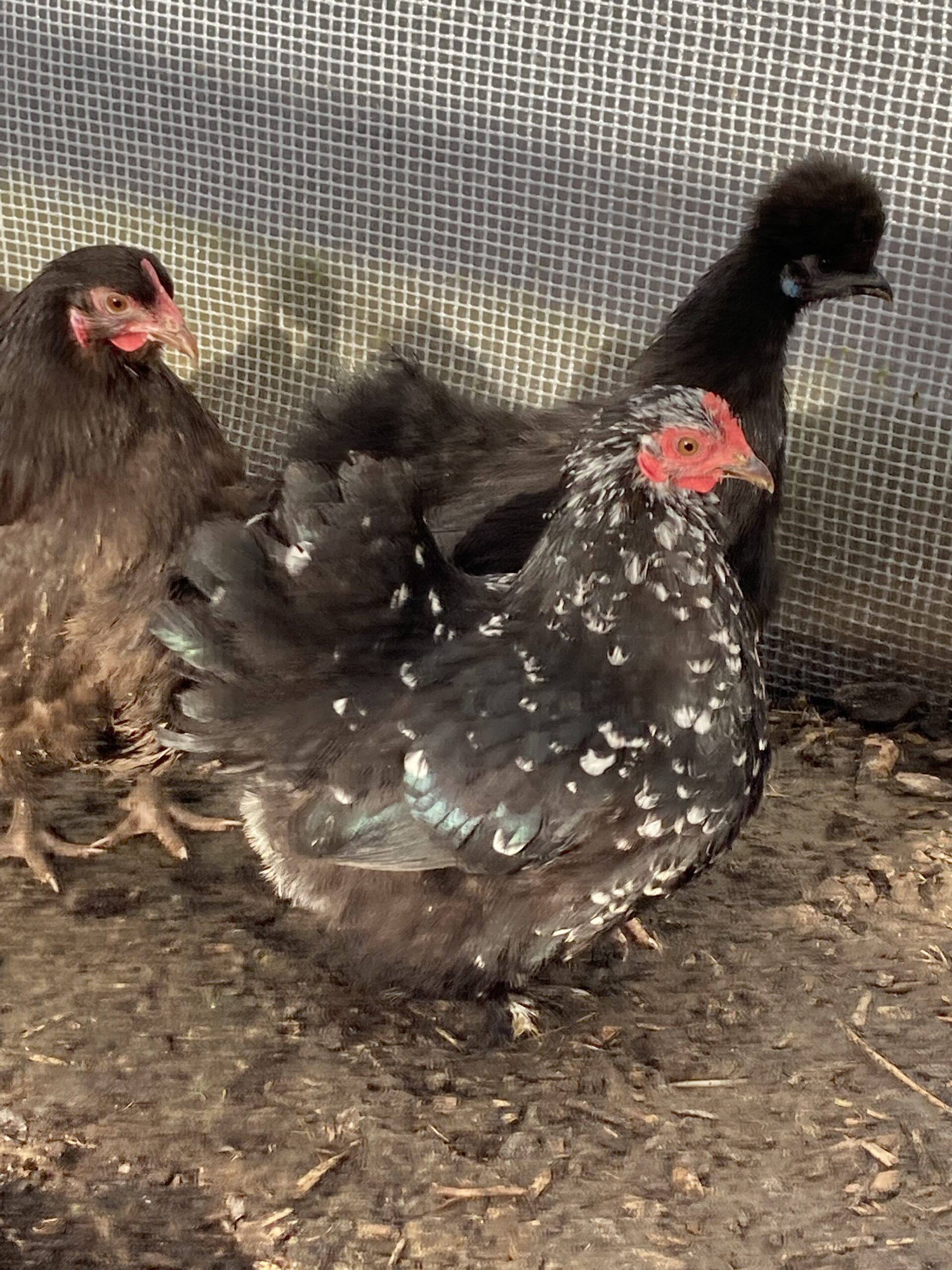 Pekin Bantam Pullets - 18 - 24 weeks - Image 10