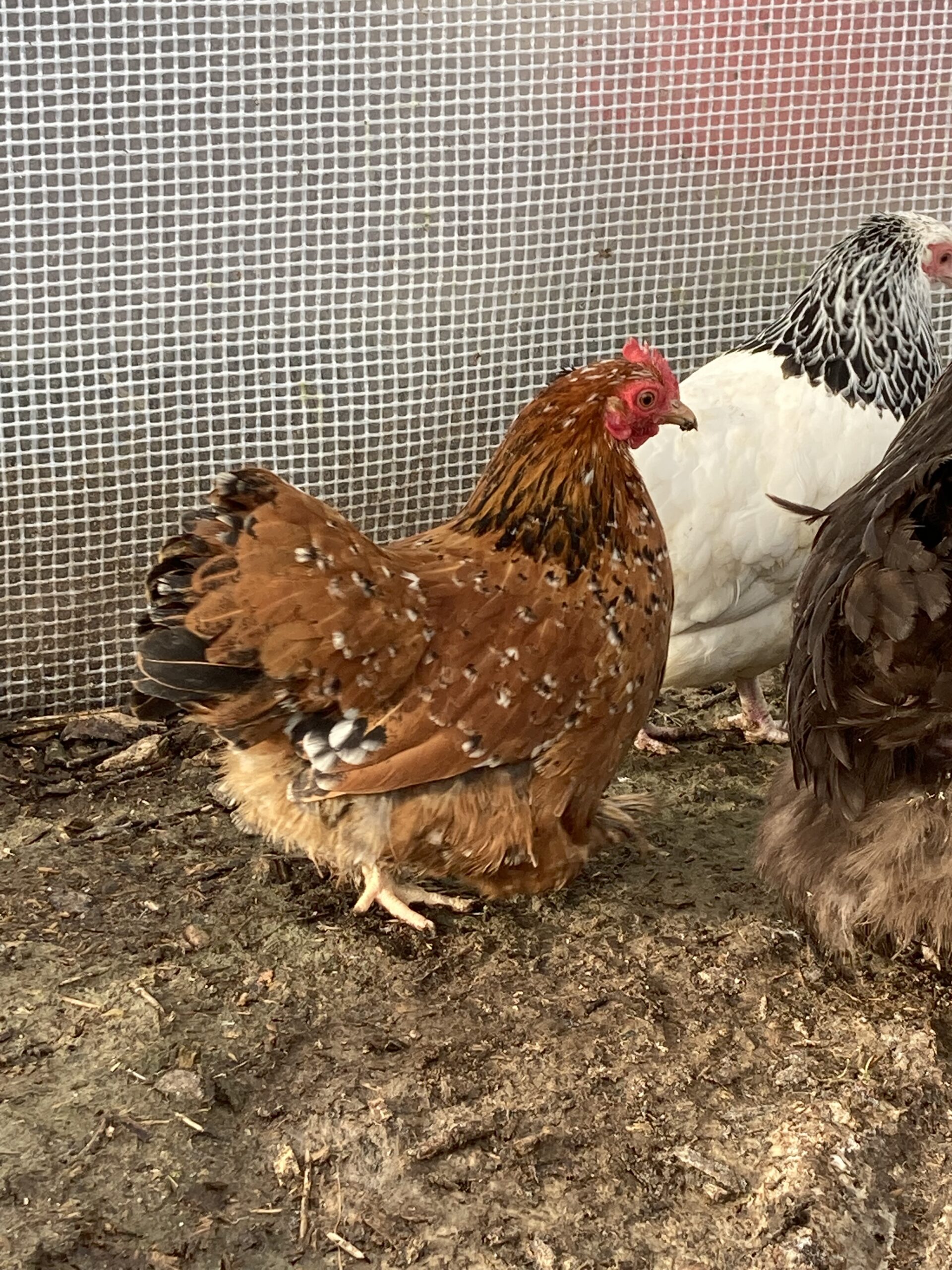 Pekin Bantam Pullets - 18 - 24 weeks - Image 9