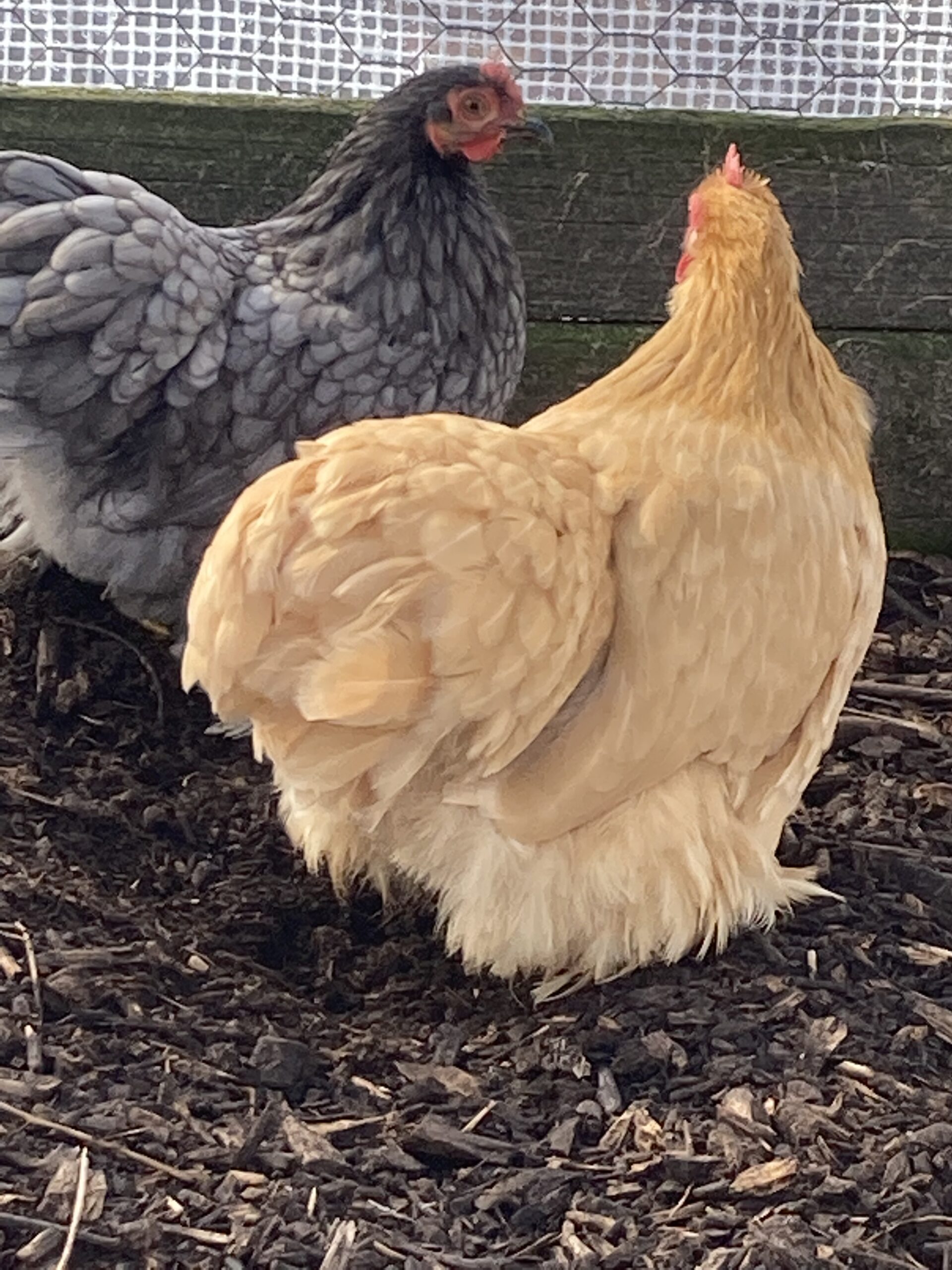 Pekin Bantam Pullets - 18 - 24 weeks - Image 8