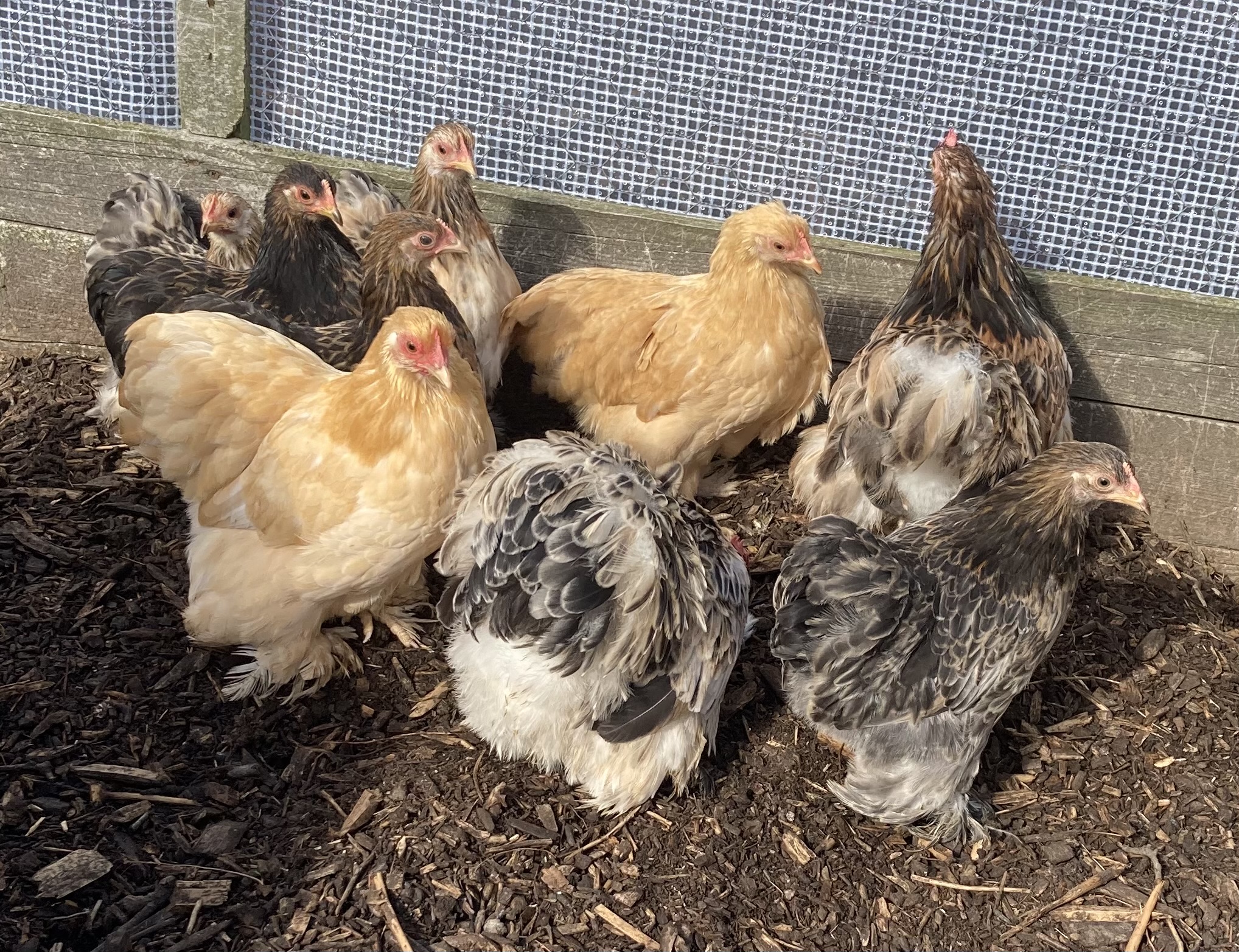 Pekin Bantam Pullets - 18 - 24 weeks - Image 13
