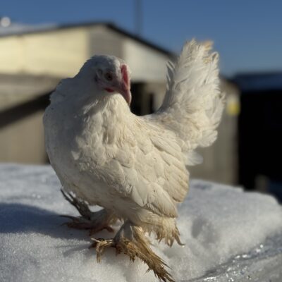 White Booted Bantam pullet - 26 weeks