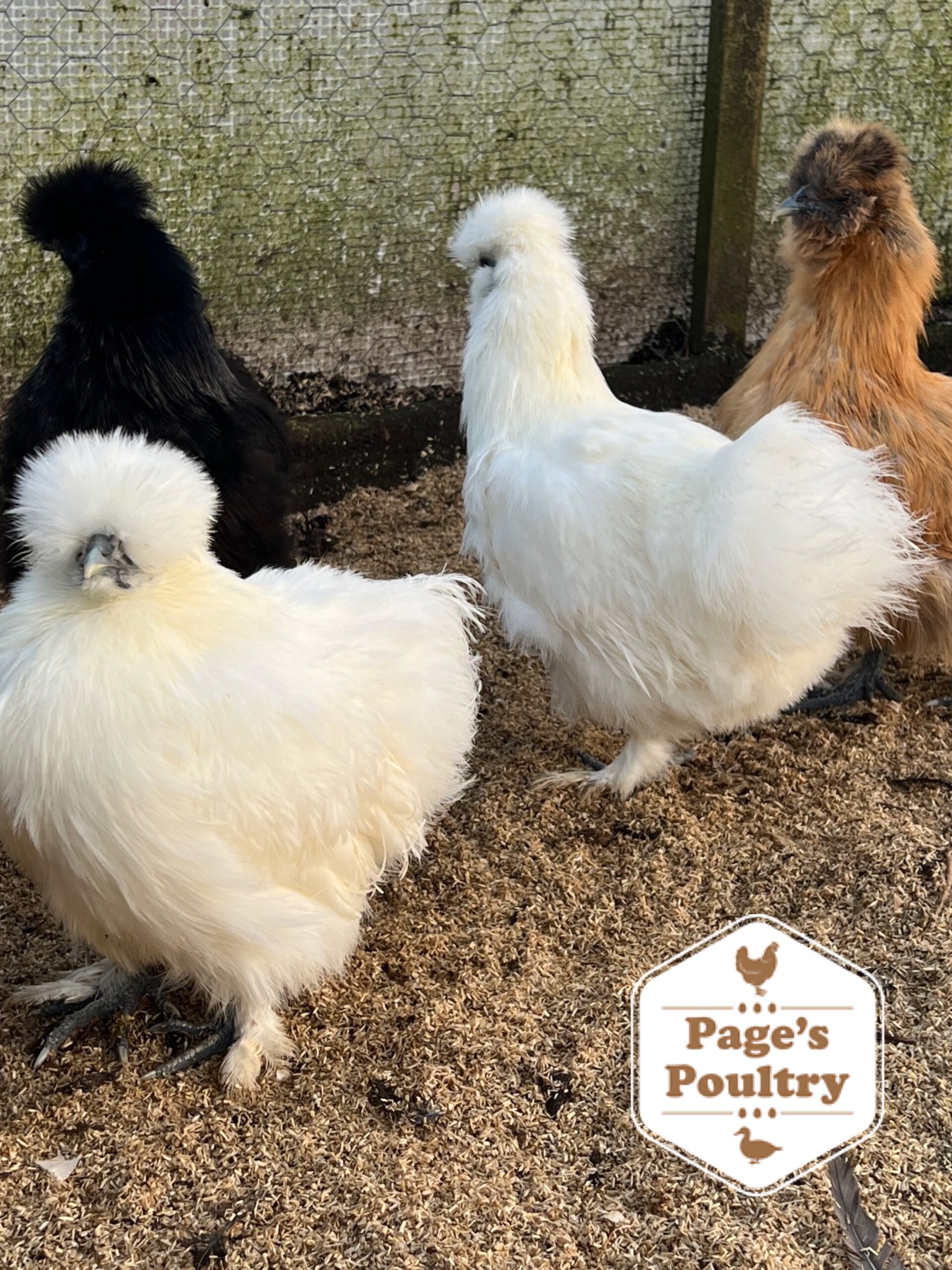 White Silkie Bantam Pullets - Image 13