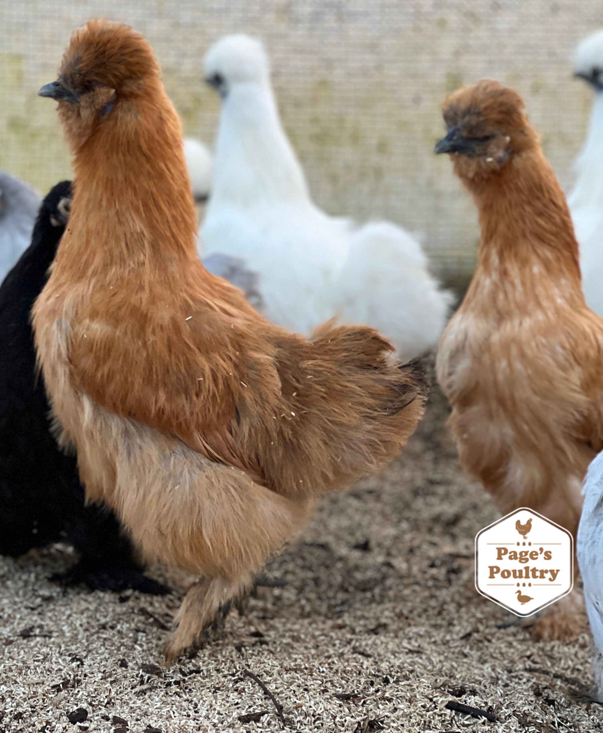 White Silkie Bantam Pullets - Image 12