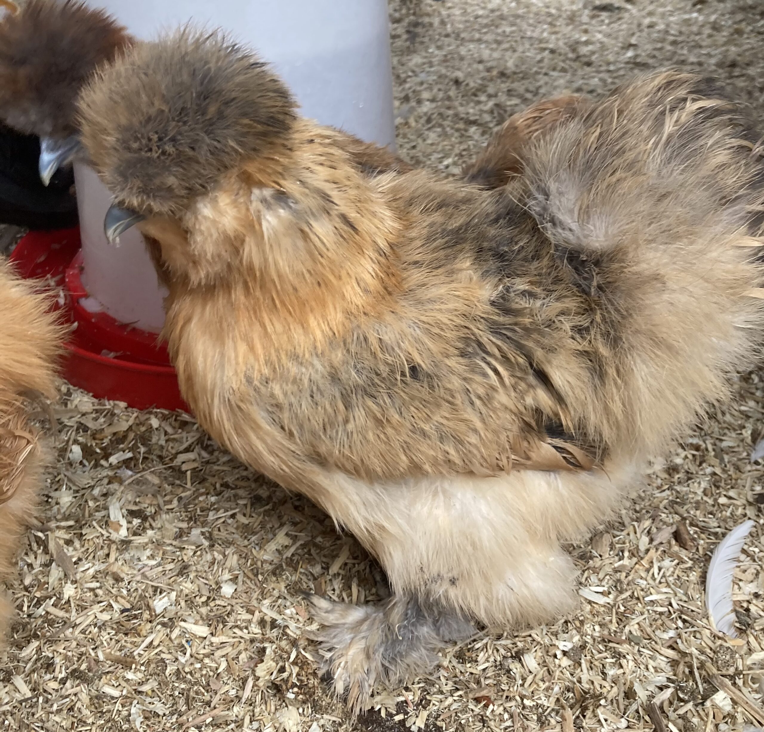 White Silkie Bantam Pullets - Image 11