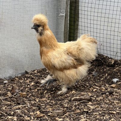 Gold Silkie Bantam Pullets