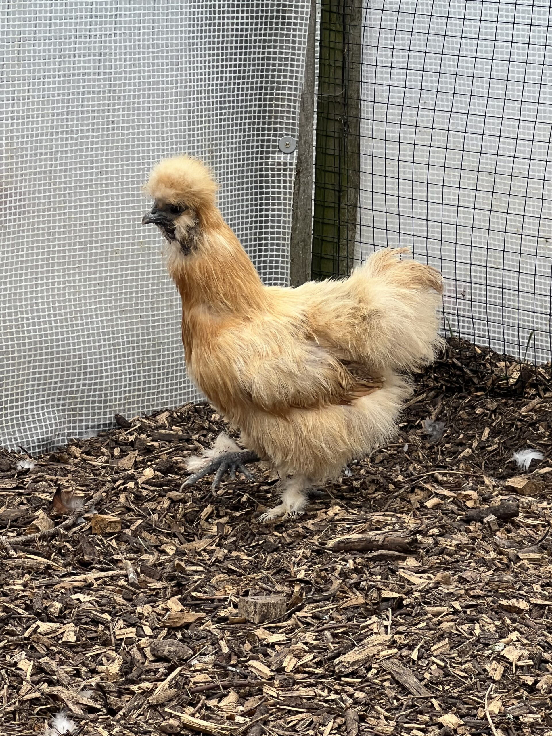 White Silkie Bantam Pullets - Image 3