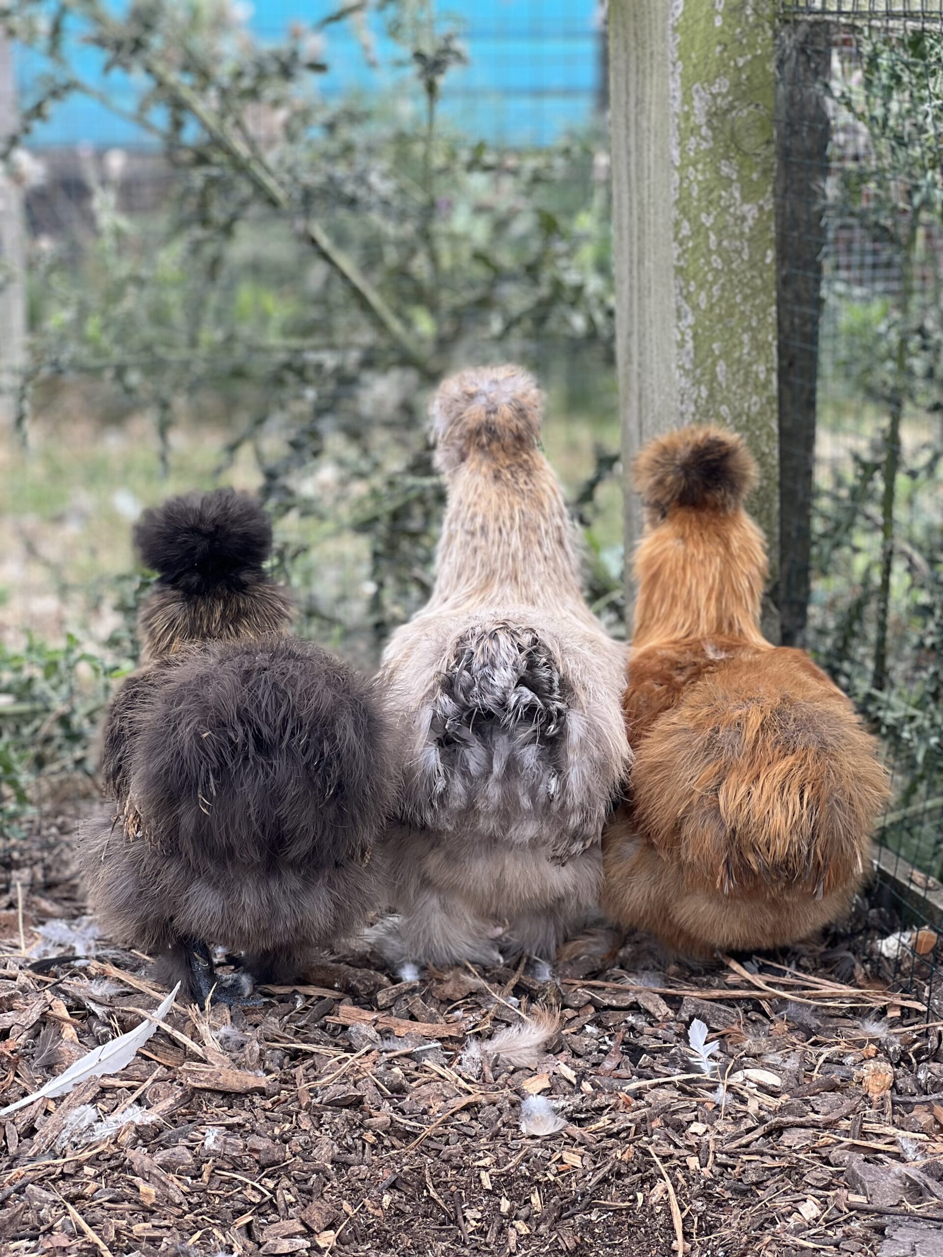 White Silkie Bantam Pullets - Image 2