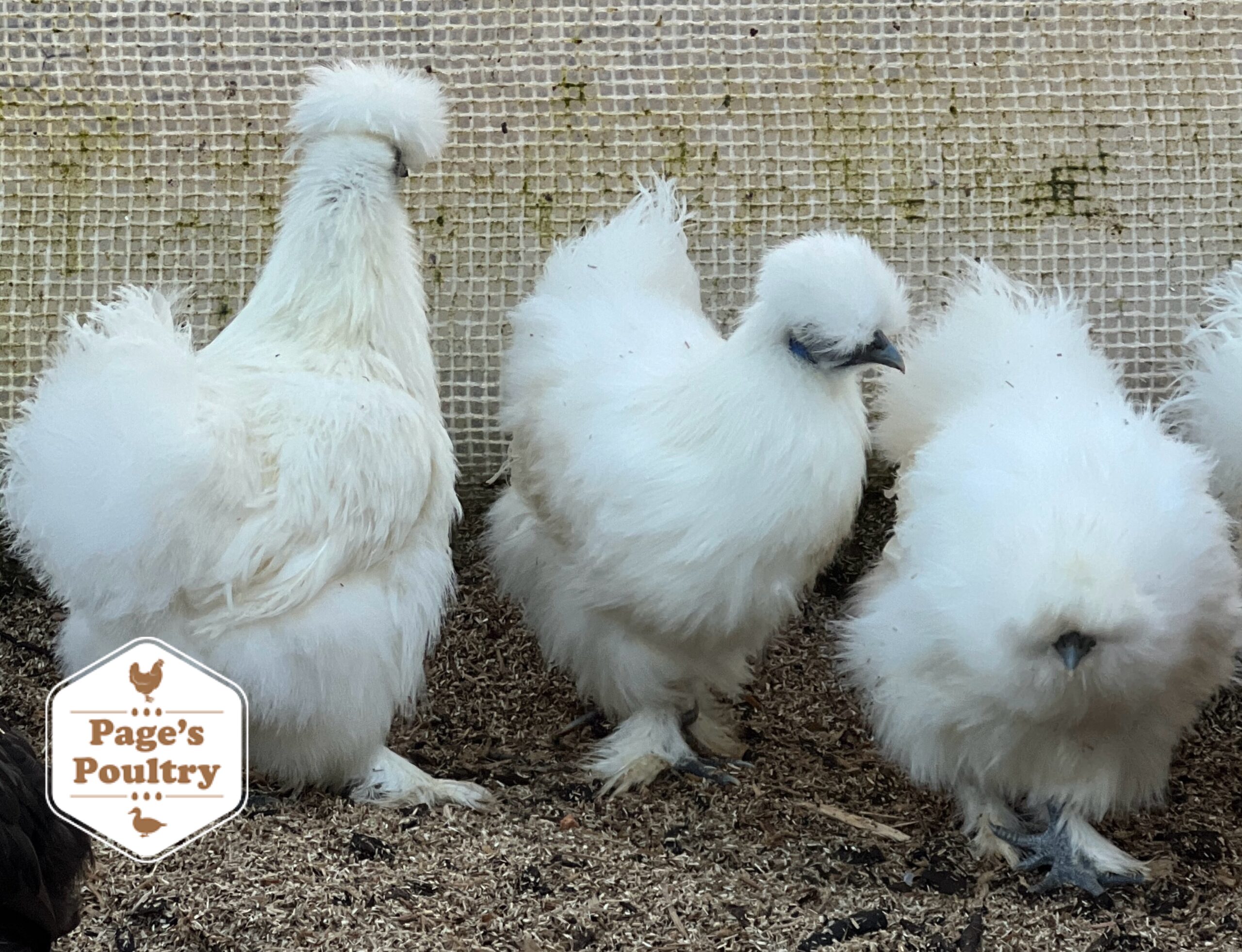 White Silkie Bantam Pullets - Image 7