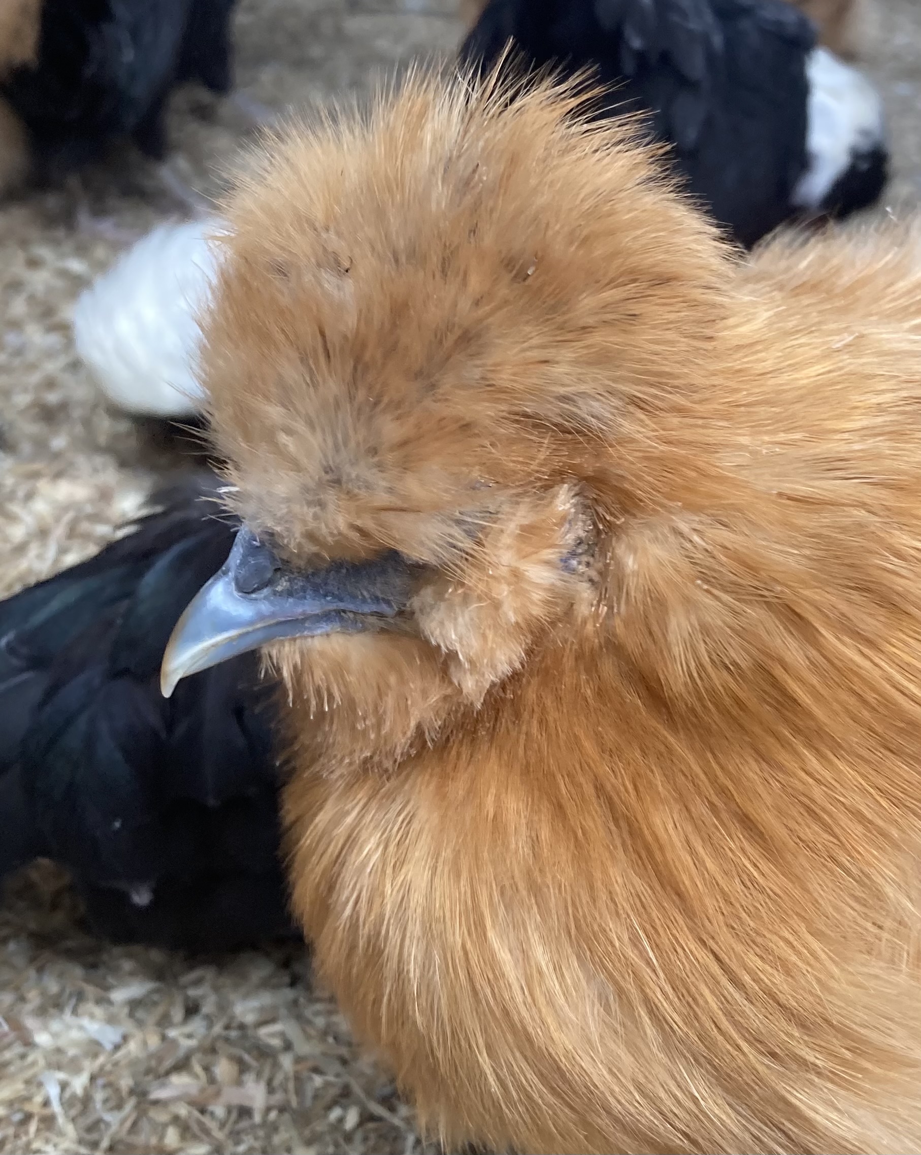 White Silkie Bantam Pullets - Image 6