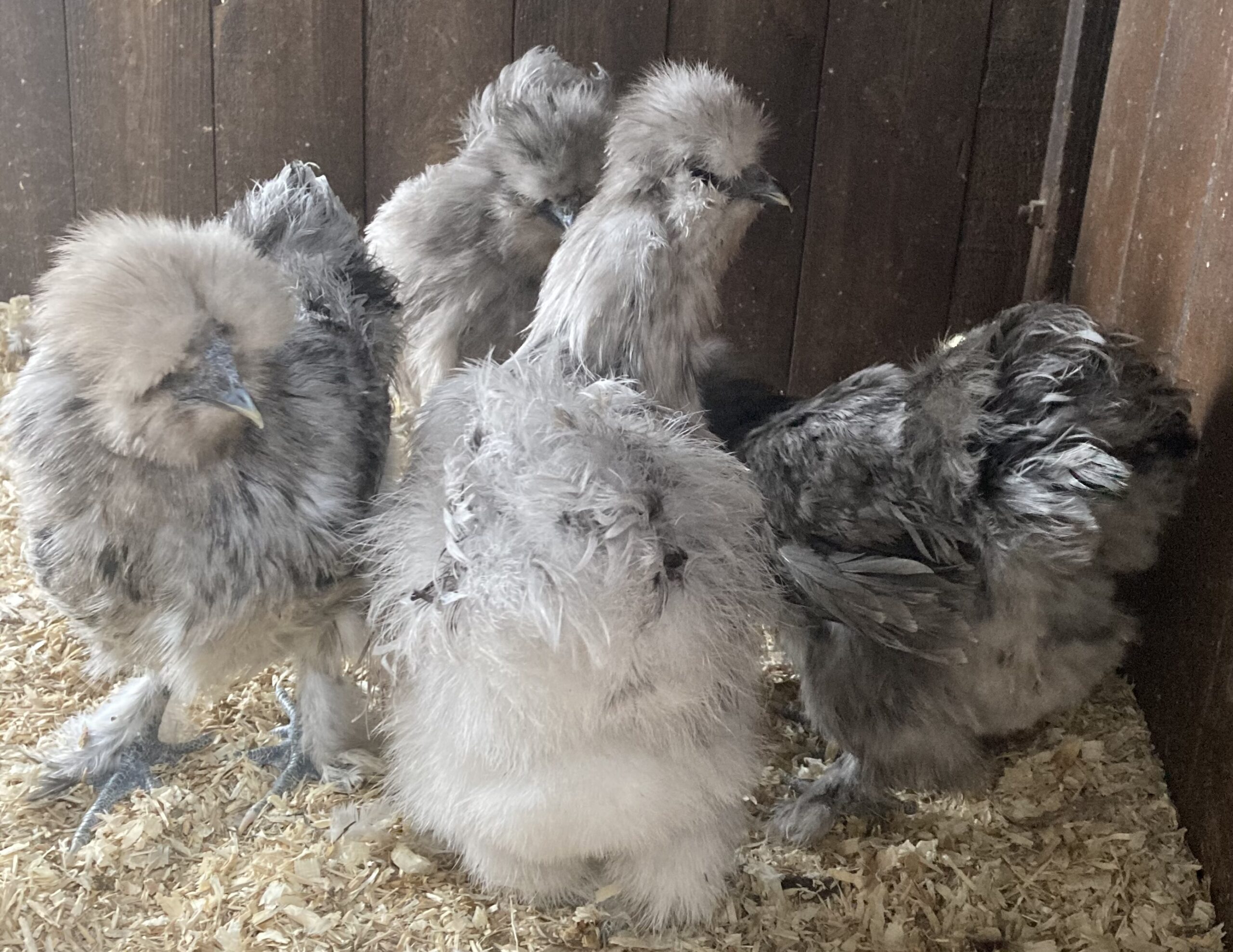 White Silkie Bantam Pullets - Image 5
