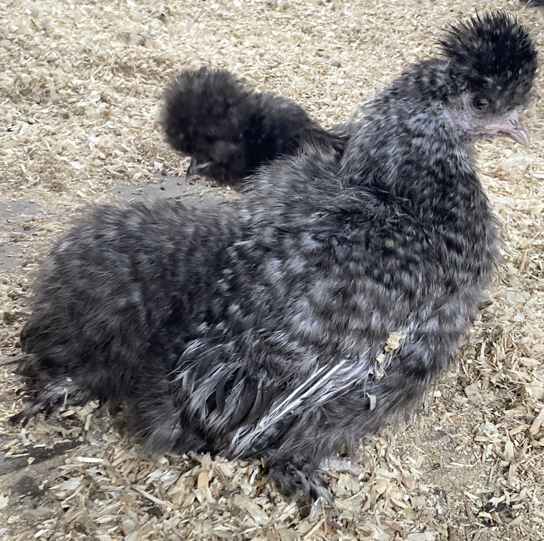 White Silkie Bantam Pullets - Image 4