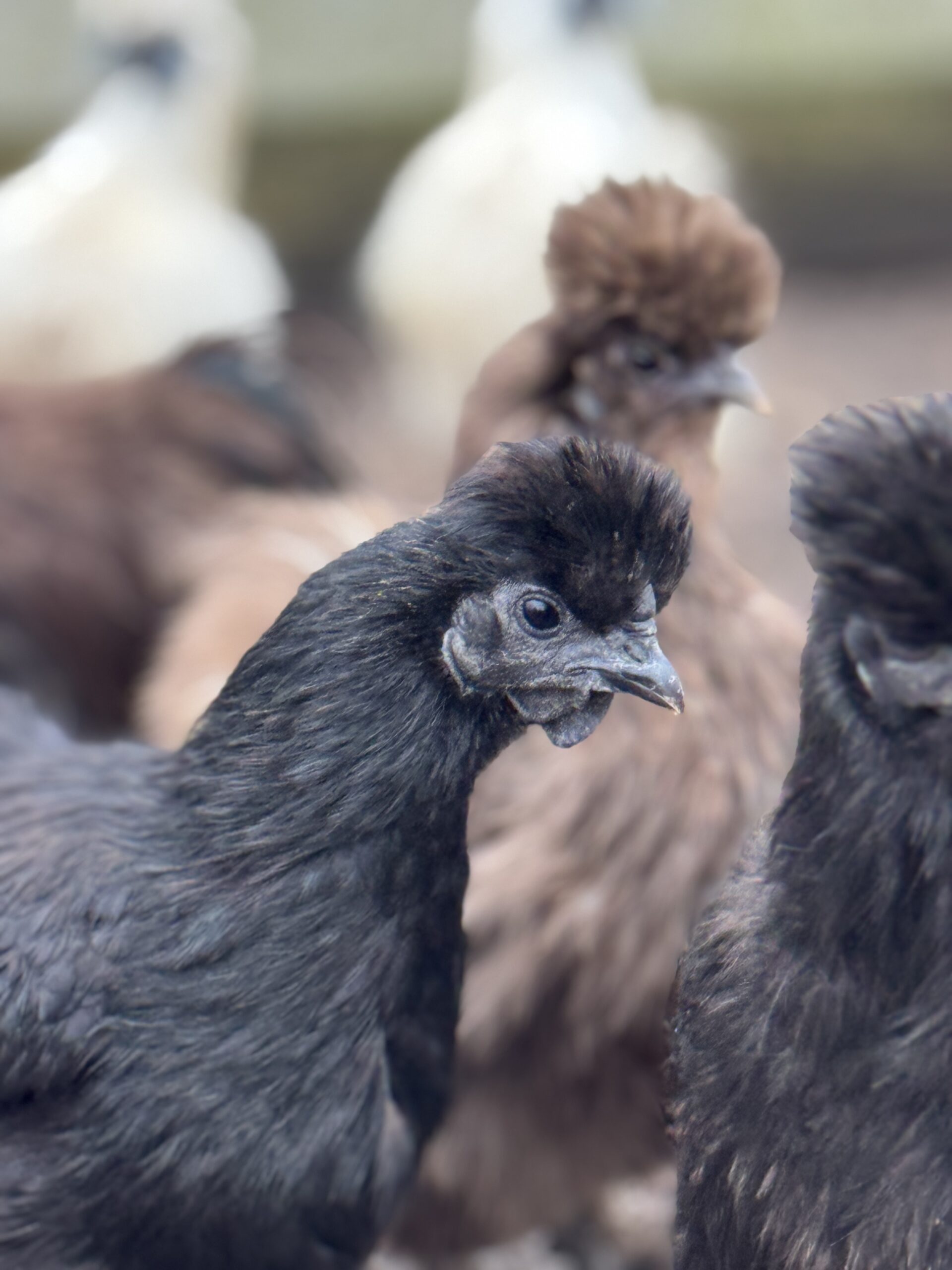 White Silkie Bantam Pullets - Image 10