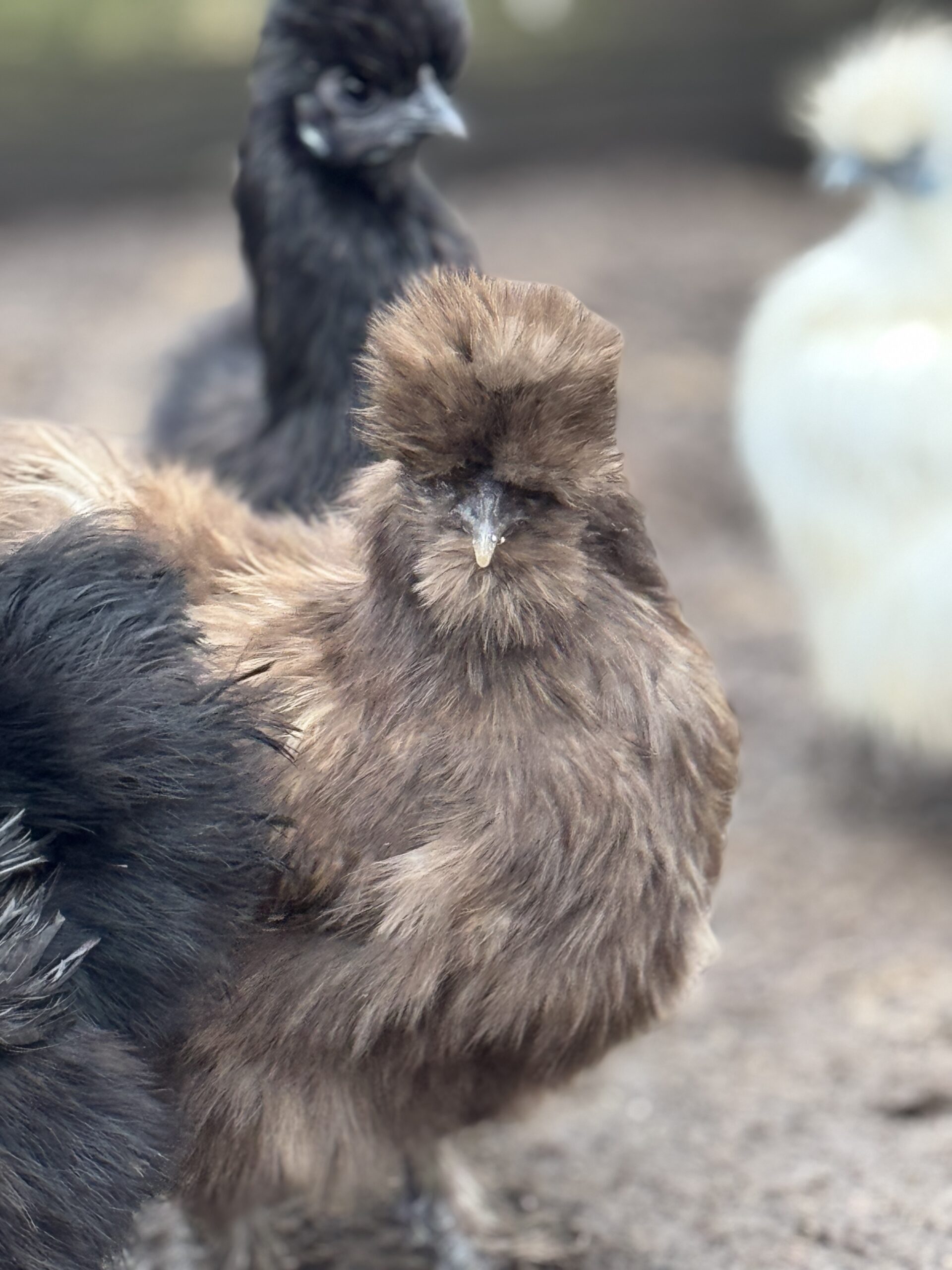 White Silkie Bantam Pullets - Image 9