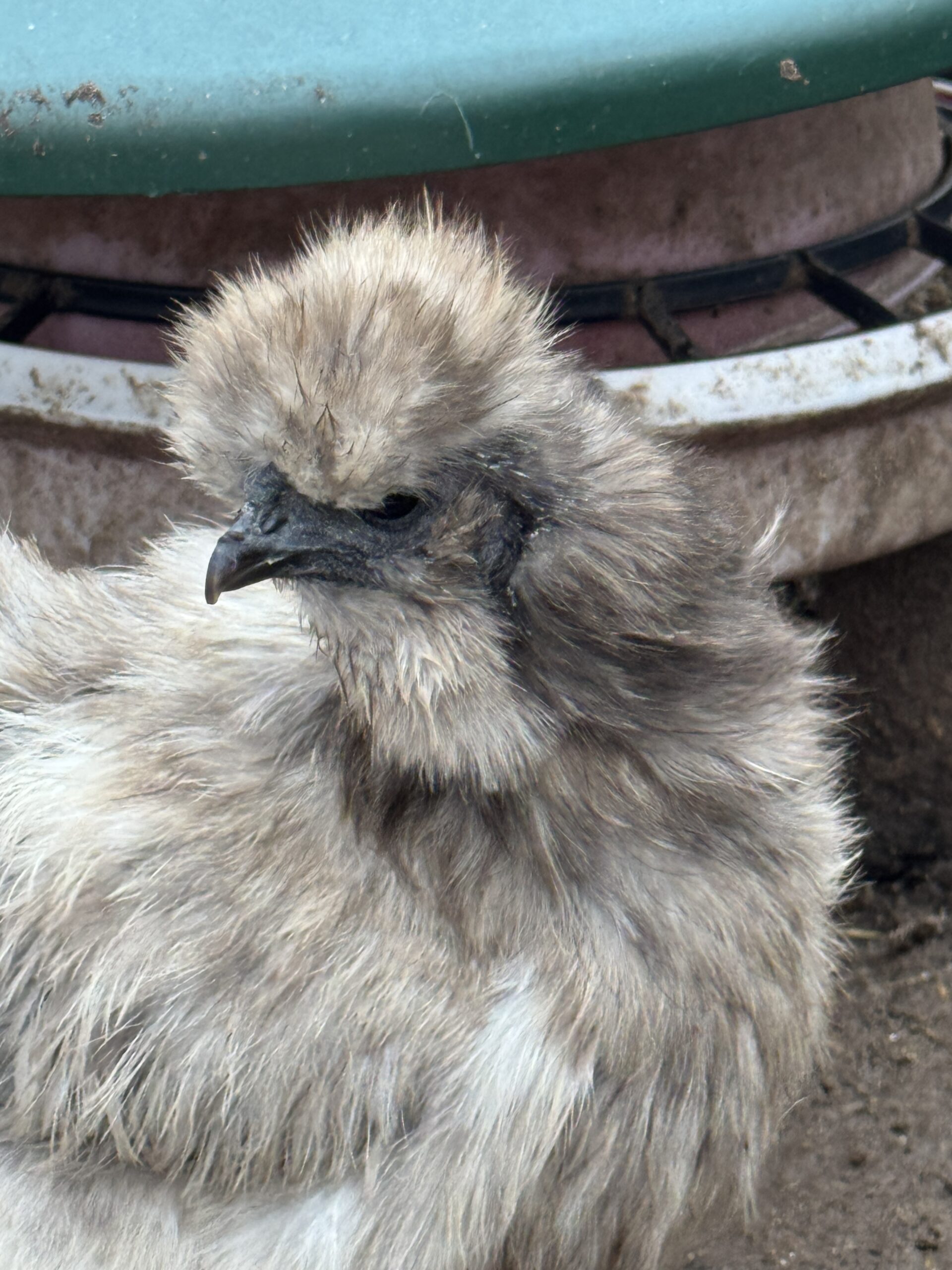 White Silkie Bantam Pullets - Image 8